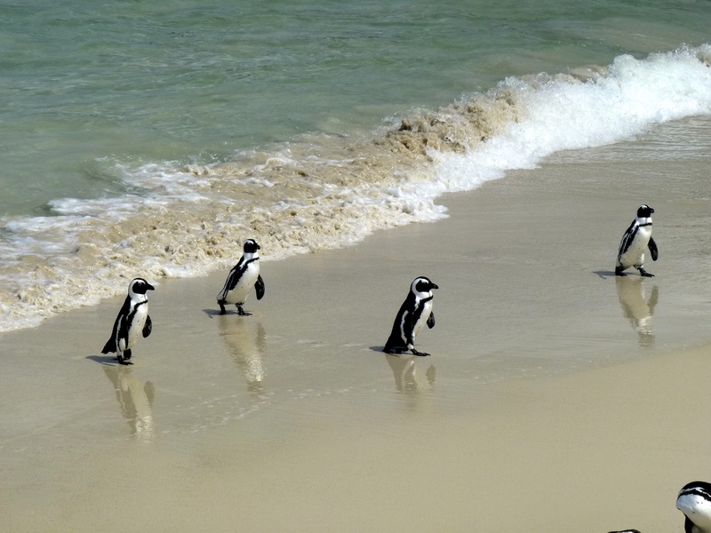 sand, motion, beauty in nature, sea, africa, animal wildlife, animal, day, travel, aquatic sport, sport, penguins, things to do, wave, ocean, beach, bird