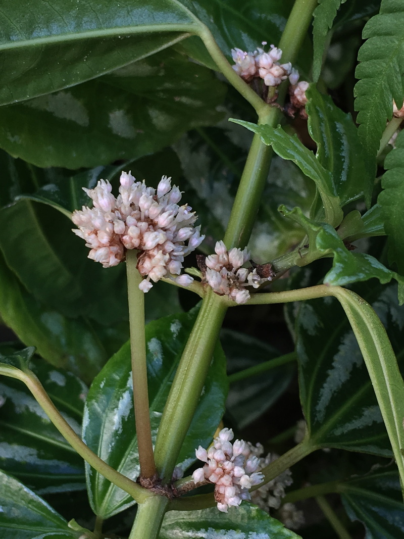 plant part, white flower, close-up, green color, beauty in nature, pink color, white petals, white, small flowers, white flowers, purple, plant stem, no people