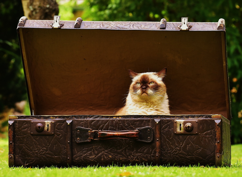 brown, portrait, antiques, 4K, nature, feline, old, domestic, old-fashioned, pets, small, one animal, domestic Animals, vertebrate, day, luggage, kitten