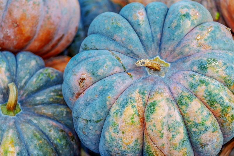 no people, retail, farmers market, outdoors, close-up, wellbeing, food and drink, organic, mini musk, full frame, healthy eating, pumpkin, food, small pumpkin