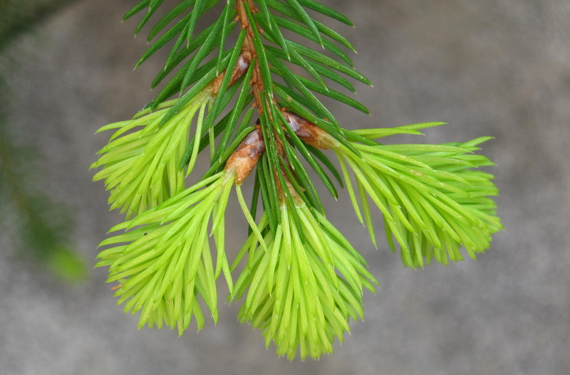 focus on foreground, green, close-up, green color, engine, tree, food and drink, no people, outdoors, leaf, coniferous tree, tannenzweig, fir, food, new beginning