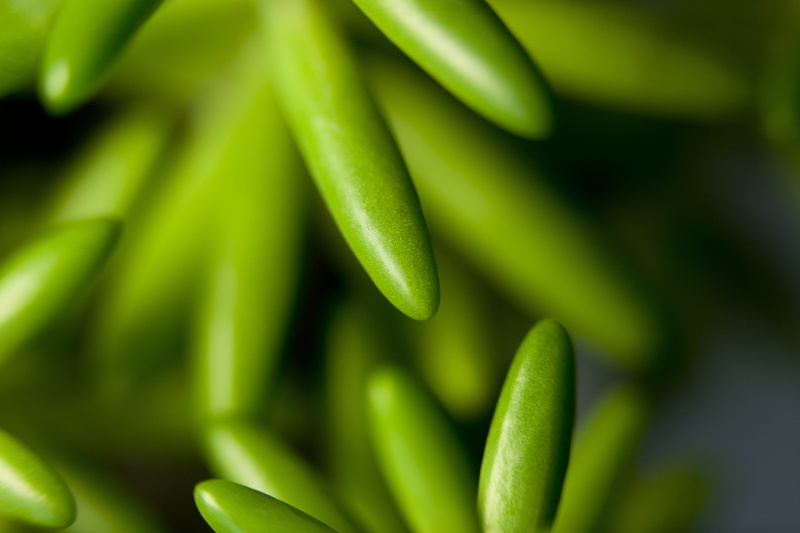 green, food and drink, mini potted, nature, a fleshy plant, fleshy in this, plants, 4K, healthy eating, full frame, leaf, day, no people, growth, potted plant