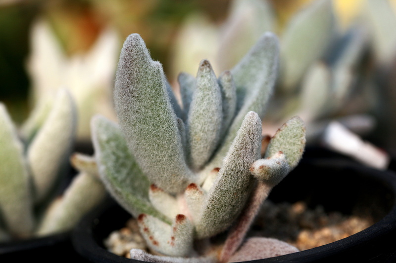 close-up, green color, botany, plant, growth, day, cactus, potted plant, selective focus, garden, succulent plant, fleshy in this, succulent, sunlight