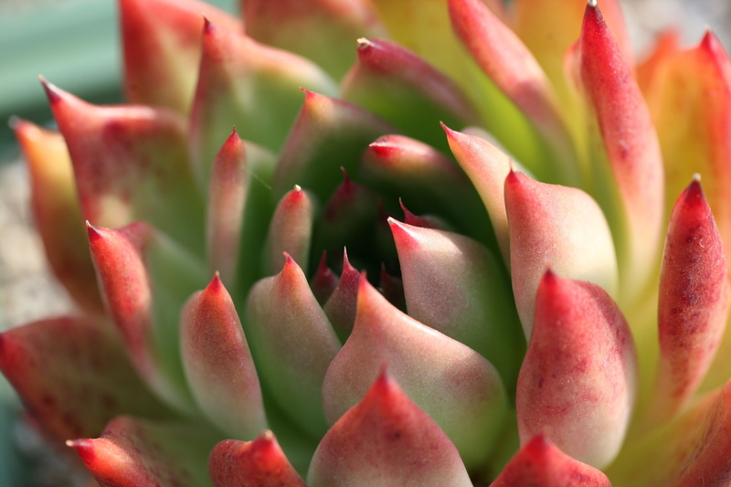 nature, plants, succulent, thorn, botanical garden, garden, fleshy in this, natural pattern, greenhouse, herbal medicine, botany, a flower garden, outdoors