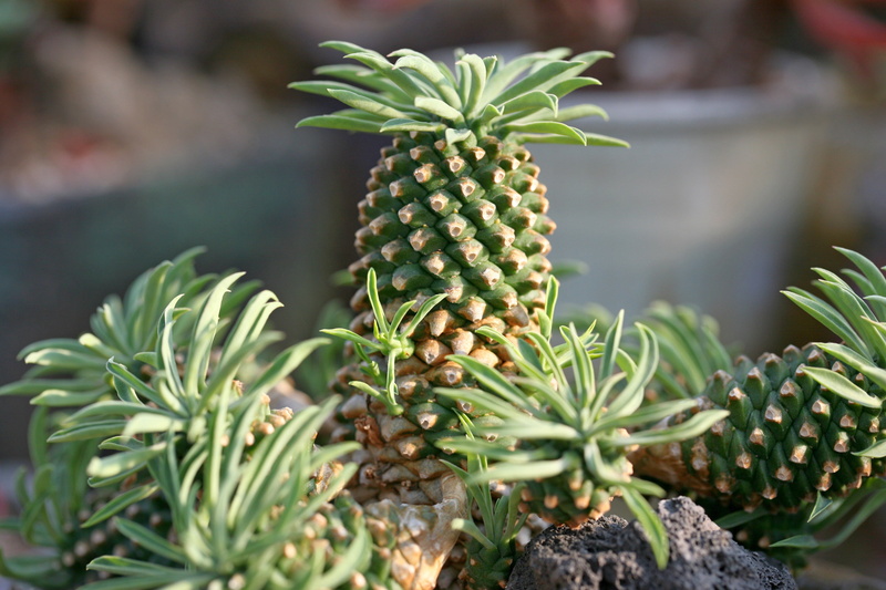 affix, flower, tropical fruit, nature, selective focus, healthy eating, beauty in nature, mini potted, a flower garden, plant, flowers, a fleshy plant