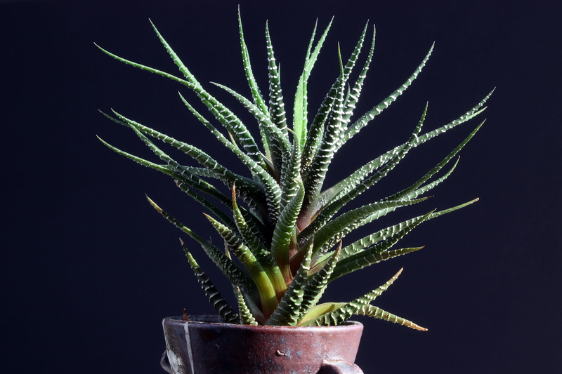 aloe, affix, indoors, succulent plant, plant, makro, studio shot, beauty in nature, close-up, plants, beautiful, black background, aloe vera plant, herb