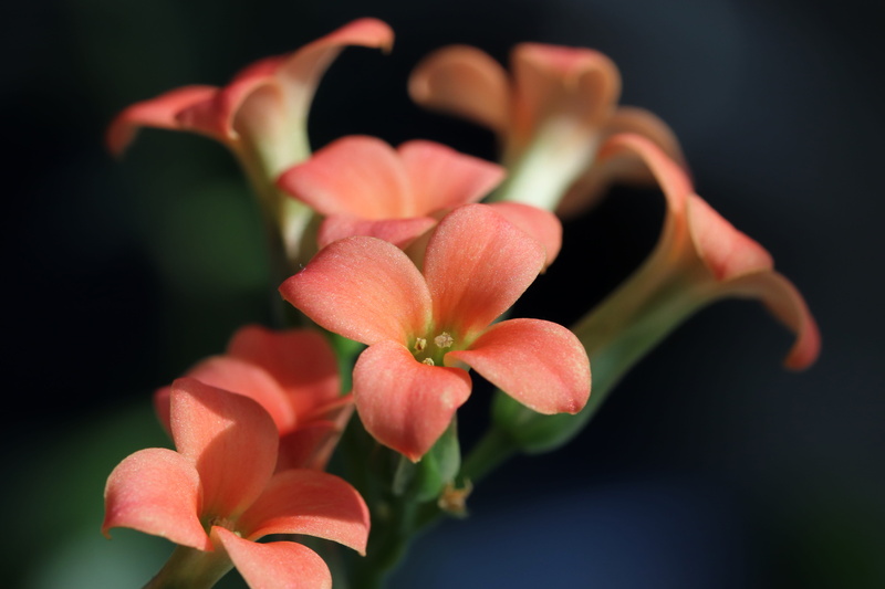 pollen, beauty in nature, bunch of flowers, plants, studio shot, fragility, beautiful, pink color, freshness, makro, outdoors, black background, beauty