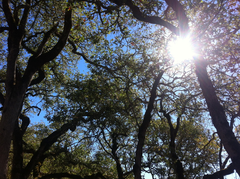 prayer, trees, hope, no people, meditation, low angle view, woods, leaves, meditate, head up, sunlight, lens flare, brightly lit, forest, sunlight through the trees
