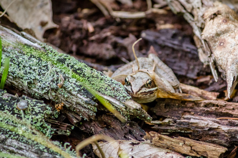 medford, green, lizard, animals in the wild, animal, new england, amphibian, nice hat, tree, animal themes, froggie, 4K, animal head, no people, creature