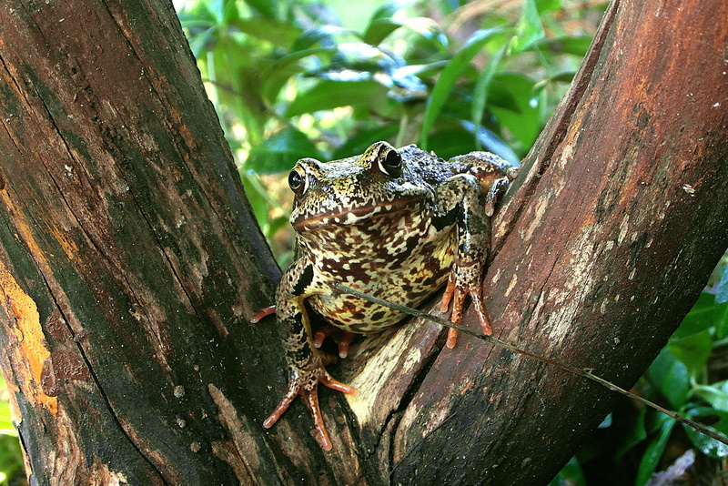 wood - material, plant, garden, hyla meridionalis, reptile, tree, nature, day, animals in the wild, animal wildlife, all rotted wood, one animal, animal