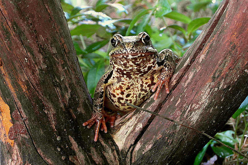 all rotted wood, animals in the wild, the frog, close-up, nature, animal wildlife, rest, amphibian, plant, trunk, the creation of, vertebrate, tree, animal