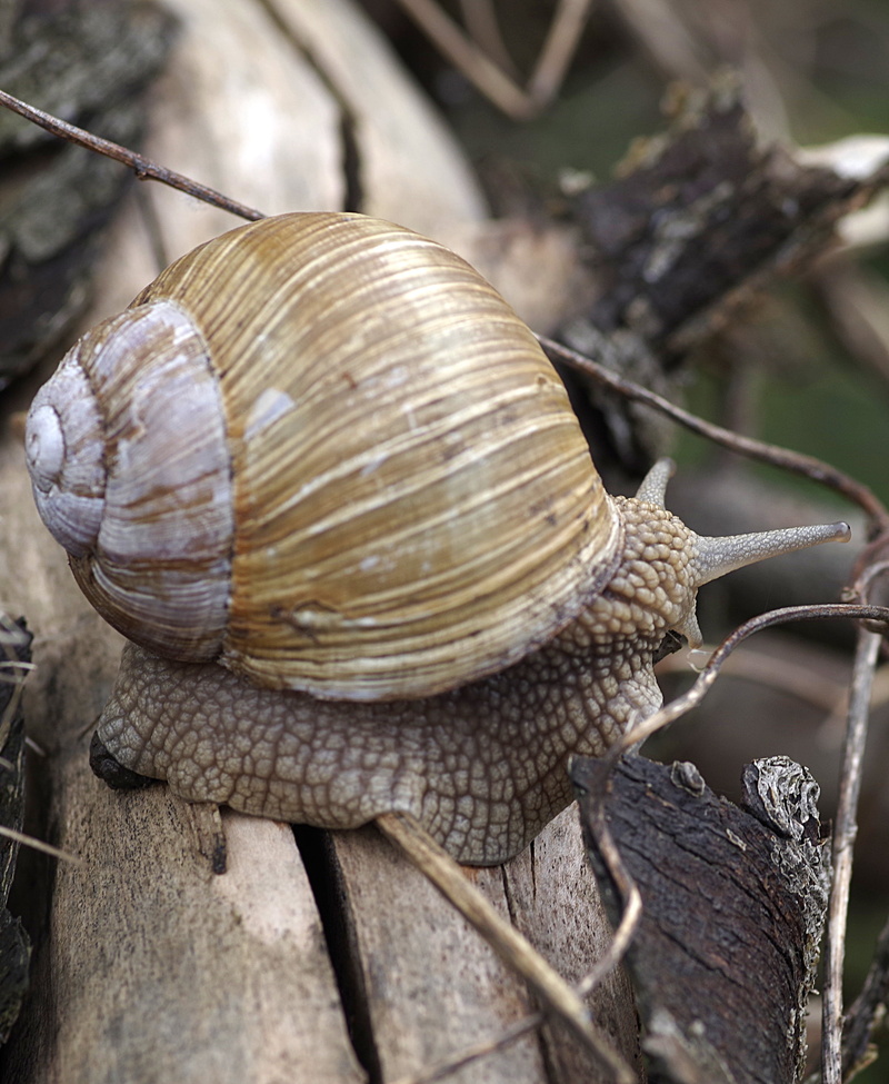 animal body part, mollusk, gastropod, animal shell, slimy, snail, day, boredom, shell, selective focus, seashell, crawl, dry, animal wildlife, antennae
