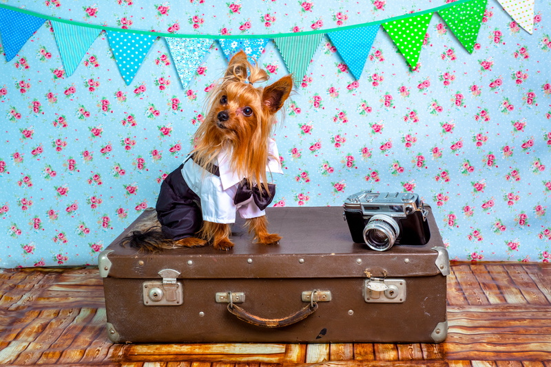 humor, front view, blond hair, 5K, hairstyle, small, yorkshire, traveler, one person, animal themes, tan, suit, pets, mammal, suitcase, camera, domestic animals