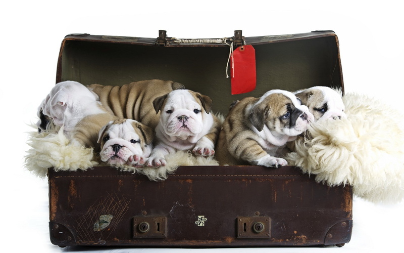 one animal, mammal, puppy, container, pets, small, 1080P, domestic animals, dog, packing, travel, holiday, luggage, young animal, no people, canine, indoors