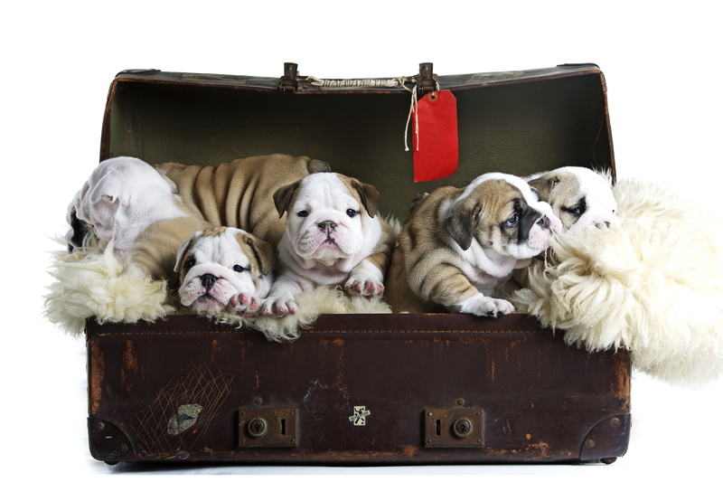 dog, animal themes, animal, one animal, no people, canine, 5K, bulldog, box, box - container, mammal, white background, studio shot, pets, holiday, luggage