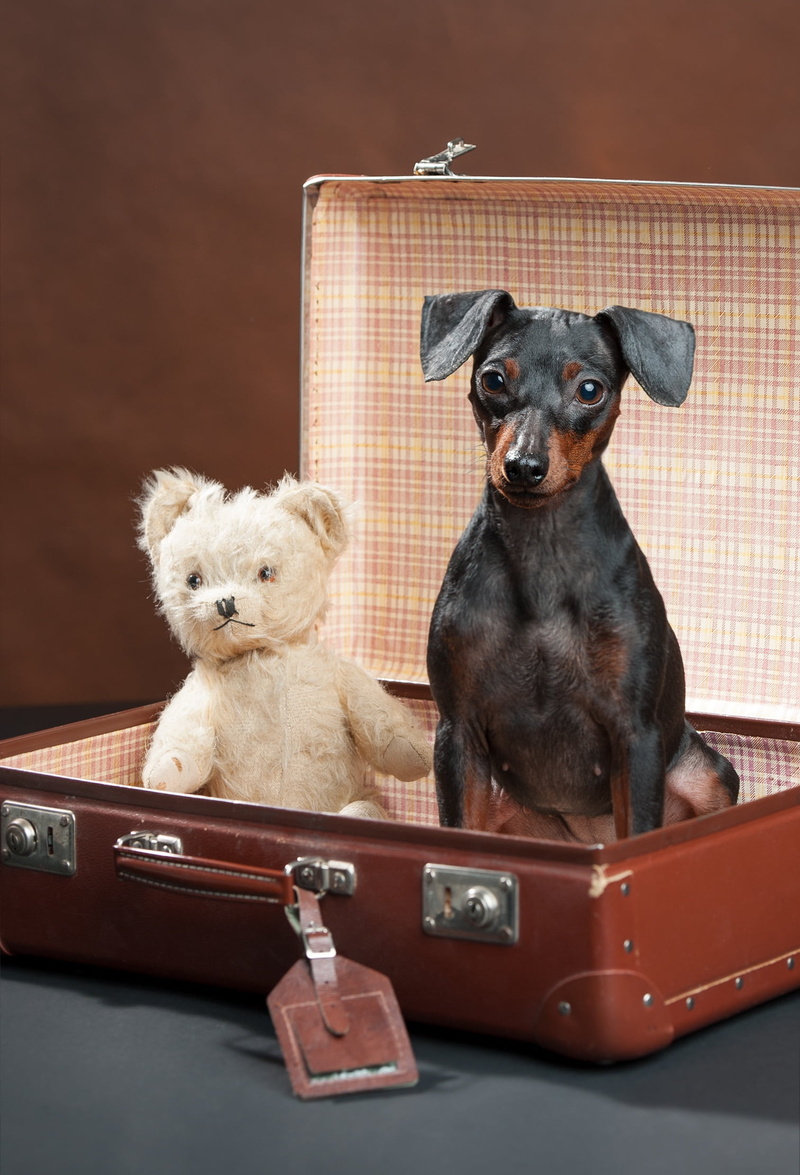 toy, puppy, suitcase, adult, vertebrate, domestic, tan, cute, looking at camera, domestic animals, small, old-fashioned, animal themes, black, bear, animal