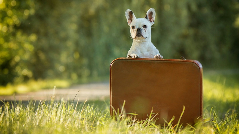 wireless technology, dog breed, no people, animal, dog, luggage, funny, travel, suitcase, day, animal themes, outdoors, canine, snout, communication, meadow