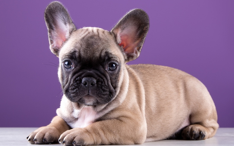 Bulldog, 2K, Cute