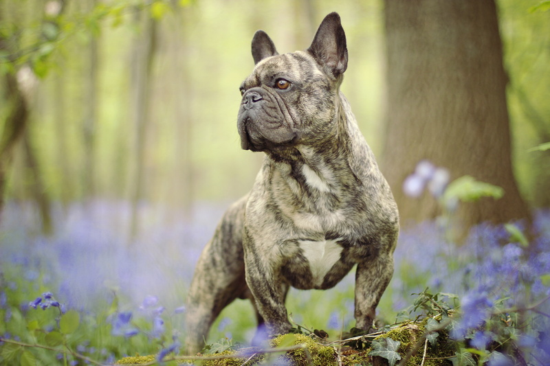 stand, French bulldog, flowers, 5K, dog, bulldog, bokeh