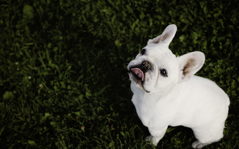 small, portrait, sitting, black Color, canine, grass, animal head, looking, cute, day, domestic Animals, animal themes, mouth open, close-up, young Animal
