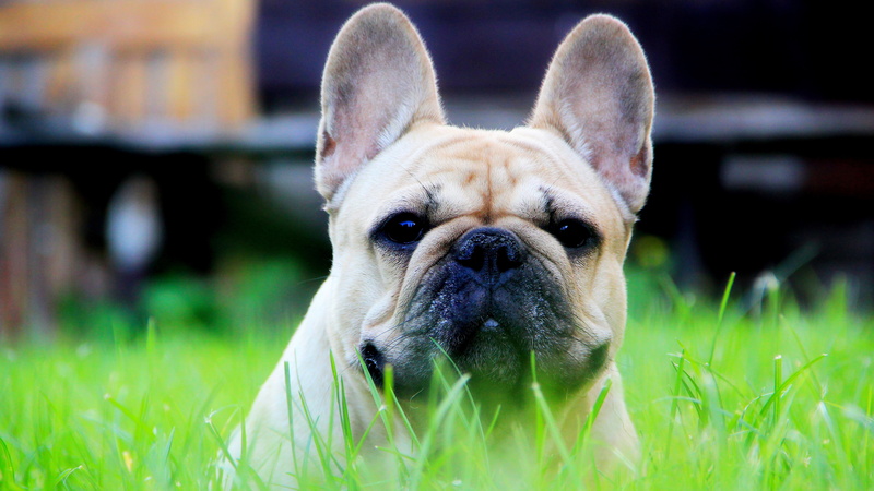 domestic, portrait, plant, 8K, animal, close-up, dog, animal head, no people, mammal, pets, animal body part, one animal, french bulldog, small, canine