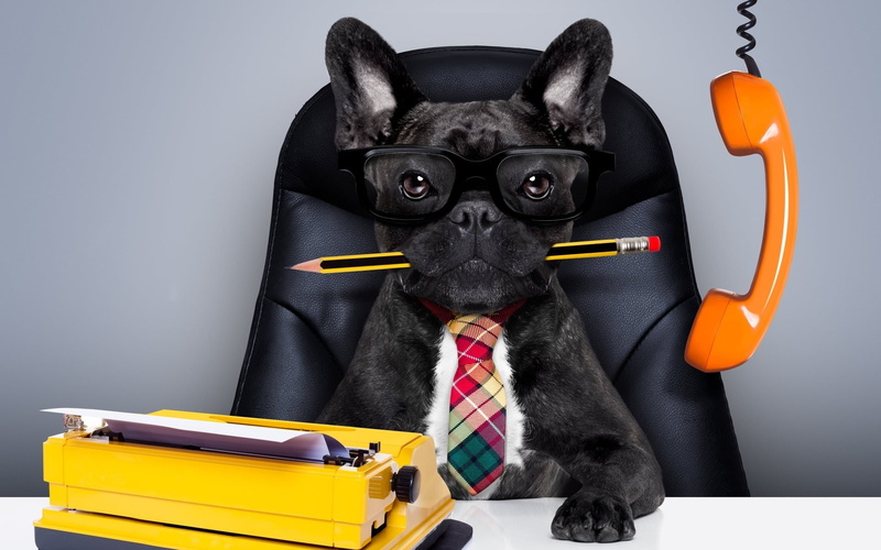 suit, indoors, Dog, Tie, corporate business, necktie, menswear, portrait, small, Glasses, no people, fun, pets, business, 1080P, French Bulldog, domestic animals