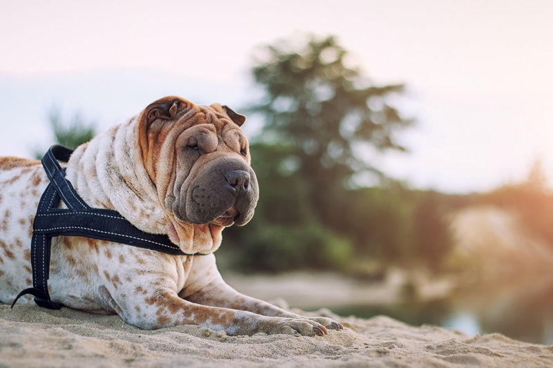 animal themes, mammal, nature, no people, purebred dog, domestic, animal, domestic animals, small, french bulldog, 2K, canine, pets, bulldog, relaxation