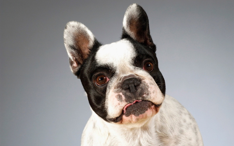 french bulldog, 1080P