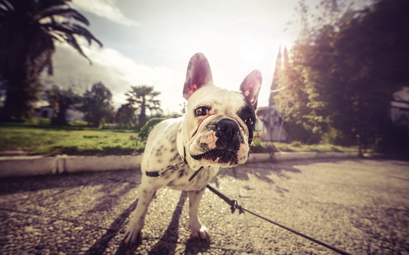 animal themes, animal, nature, leash, sky, domestic, outdoors, plant, day, focus on foreground, one animal, domestic animals, small, no people, pets, tree