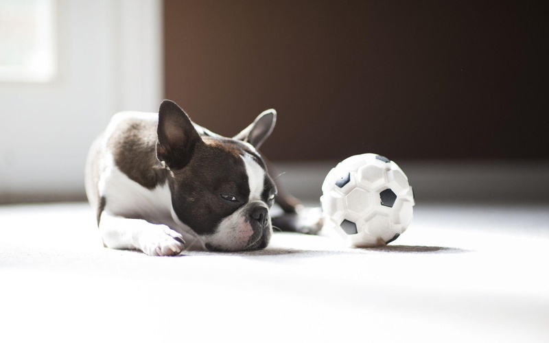 terrier, black, french bulldog, sleepy, bored, white, animals, dog, 1080P, 1920x1200, boston