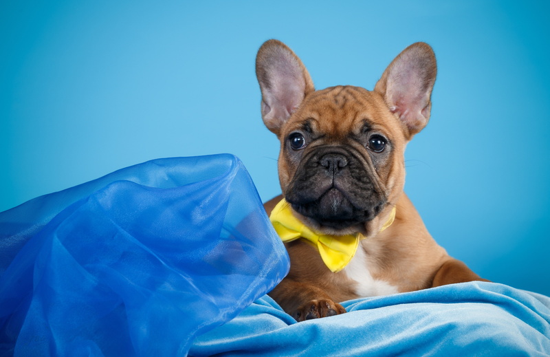 puppy, cute, 4K, French bulldog, butterfly
