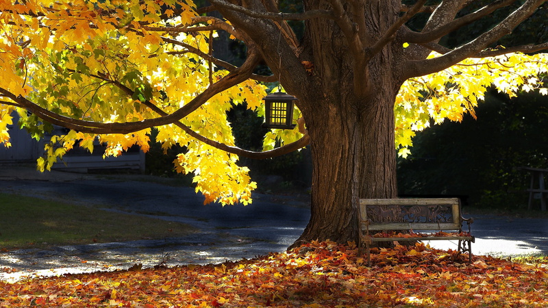 2K, Tree, Bench, Autumn, Sunlight, Leaves