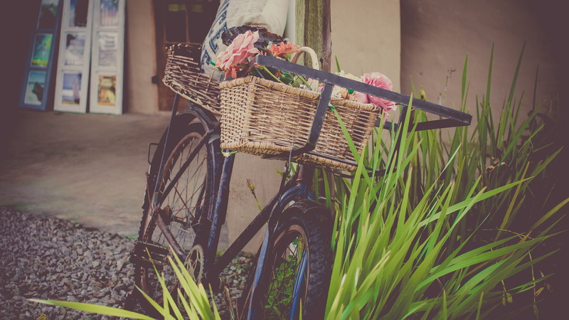 growth, beach, transportation, focus on foreground, container, summer flowers, field, leaning, wall, bicycle basket, flowers, plant, basket, street, recreation