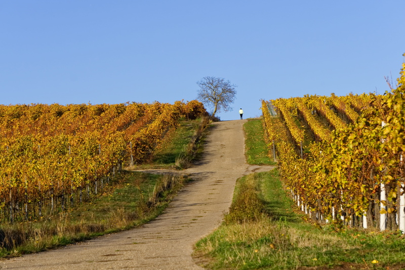 plant, rebstock, jog, winegrowing, trail, bicycle path, orange, tree, footpath, clear sky, vines, land, red, beauty in nature, sport, plantation, the way forward