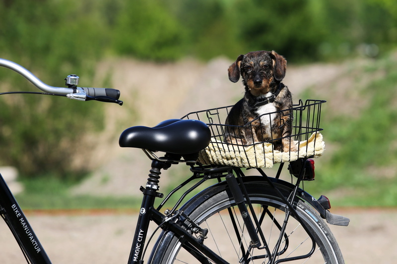 transportation, animal, domestic, bicycle basket, Bike, land vehicle, Dog, animal themes, mode of transport, nature, mammal, Summer, stationary, one animal