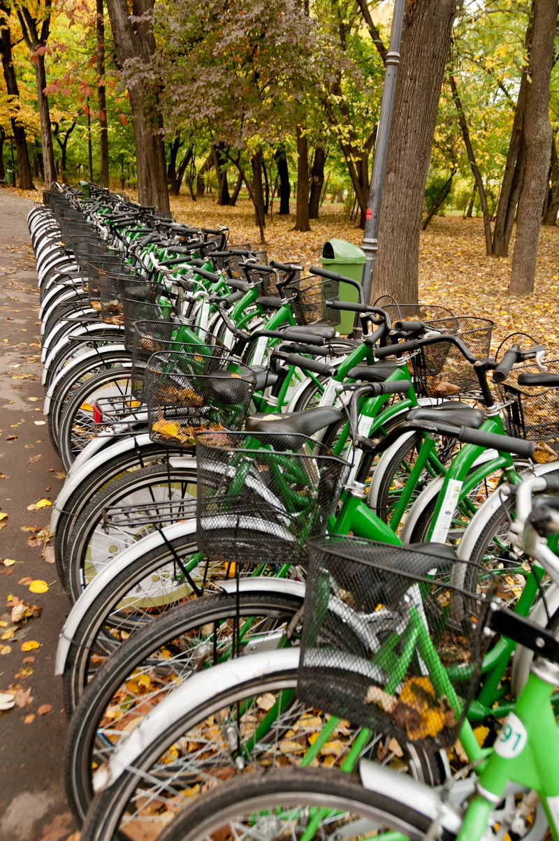 tree trunk, day, outdoors, rental, bicycles, metal, urban, growth, plant, no people, in a row, bicycle rack, 4K, land, sport, land vehicle, wheel, public