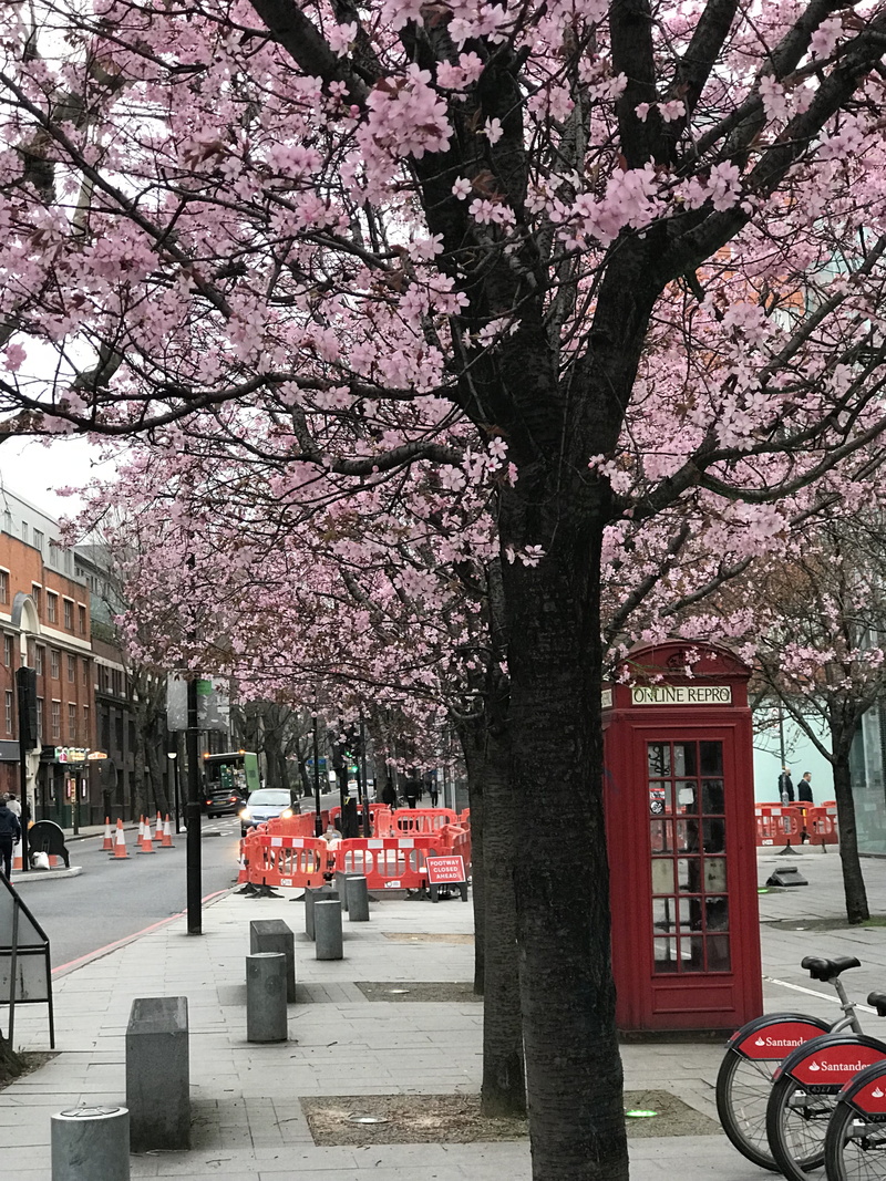 cherry blossoms, growth, plant, city, architecture, branch, nature, trees, springtime, flowering plant, no people, pink color, england, building exterior