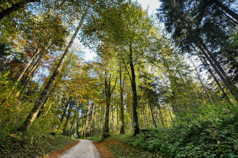 mood, landscape, green, outdoors, trees, trunk, tree trunk, growth, land, woodland, non-urban scene, nature, 5K, sky, forest, direction, green color, diminishing perspective