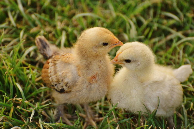 green grass, nature, domestic, two animals, no people, vertebrate, plant, group of animals, field, cute, poultry, gosling, yellow, easter, two, animal