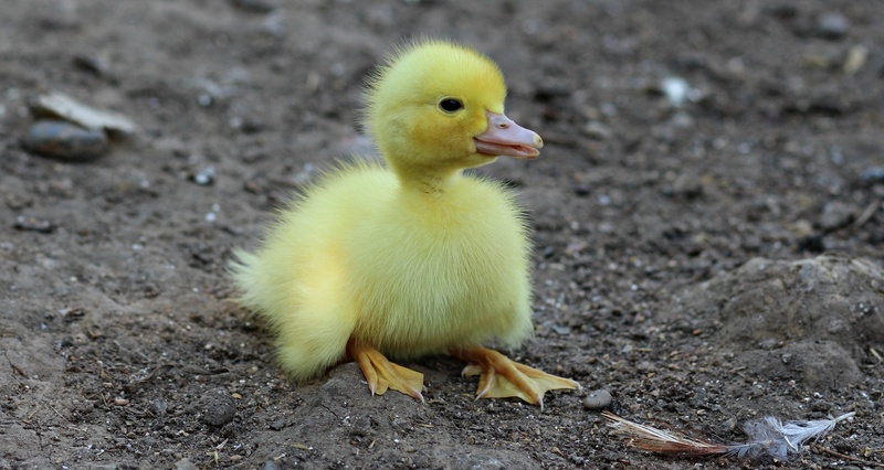farm, close-up, young bird, gosling, young Animal, animal themes, focus on foreground, small, one animal, cute, bird, animal, poultry, no people, day, chicken - bird