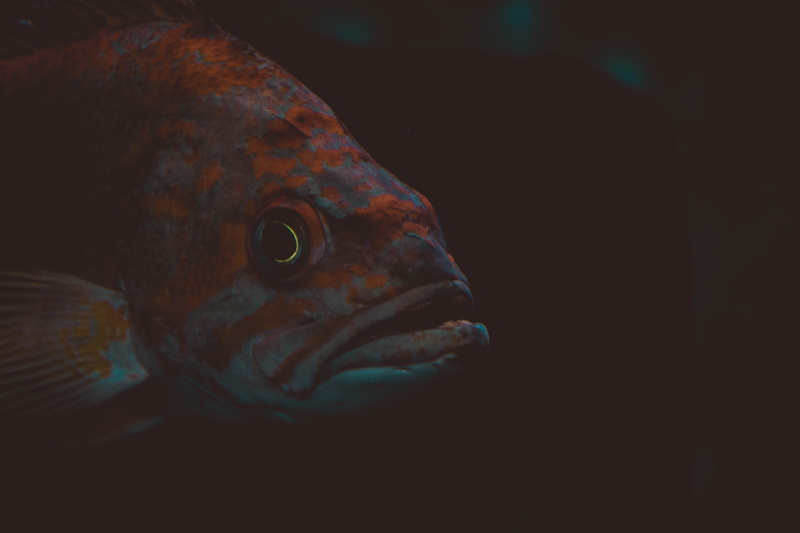 brown, night, copy space, black background, pets, animal, fish, 5K, teal, animals in the wild, animal head, one animal, gray, indoors, vertebrate, animal themes
