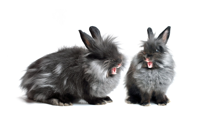 spring, togetherness, no people, feline, furry, two animals, rabbit - Animal, cat, easter, grey, cut out, animal, indoors, little, laugh, small, young Animal