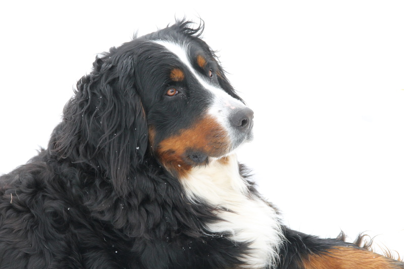 pets, canine, young Animal, studio Shot, no People, animal, white Background, animal themes, portrait, purebred Dog, bernese Mountain Dog, Animals, sitting