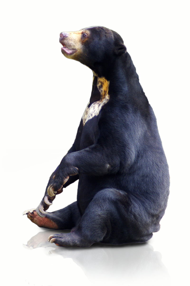 black Color, fur, domestic animals, mammal, looking away, grizzly, dog, sitting, boredom, brown, surface, looking, canine, dormant, cute, 8K, bear, studio Shot