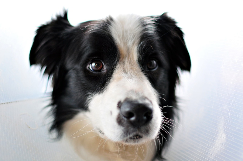border Collie, indoors, black color, no People, Close Up, Portrait, jack russell terrier, head, vertebrate, domestic Animals, one Animal, puppy, cute, border