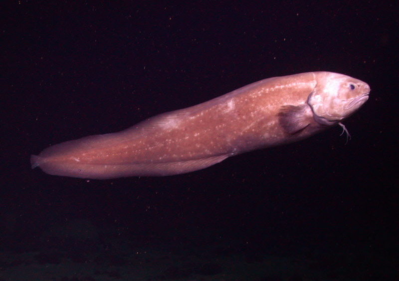 animal wildlife, vertebrate, sea life, sea, public domain, swimming, swimming Animal, close-up, animals in the wild, underwater, animal themes, marine