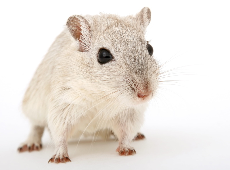 funny, pretty, portrait, animal themes, close, whiskers, mice, rat, up, creature, furry, studio shot, face, mammal, no people, gorgeous, cuddly, animal eye