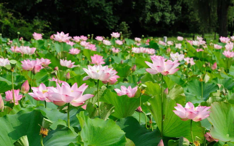 petal, no people, green color, vulnerability, beauty in nature, pond, focus on foreground, plant, water lily, 4K, nature, plant part, pink Color, green