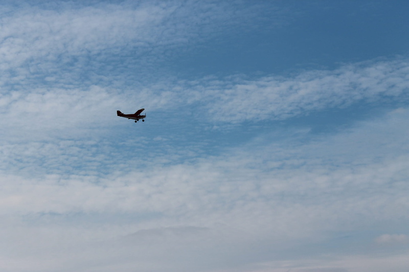 no people, animal, mid-air, air, 1080P, blue, animals in the wild, low angle view, vertebrate, one animal, flying, bird, immensity, sky, cloud - sky, animal themes