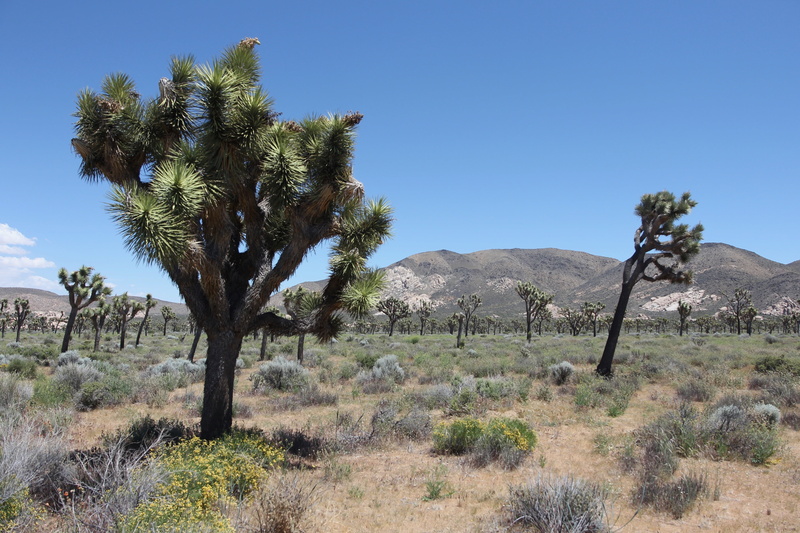landscape, beauty in nature, day, park, plant, tranquil scene, 4K, based, hiking, climate, blue, joshua tree national park, mountain, national park, california